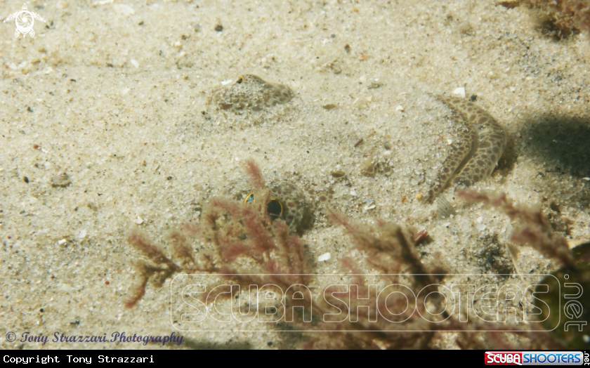 A Long-spine Flathead