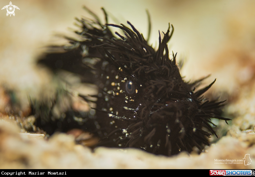 A Hairy Frogfish