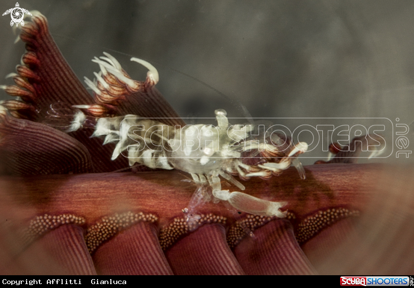 A whip coral shrimp