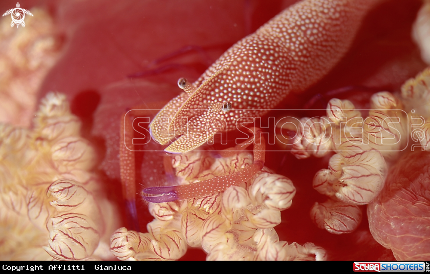 A Emperor shrimp on Spanish dancer