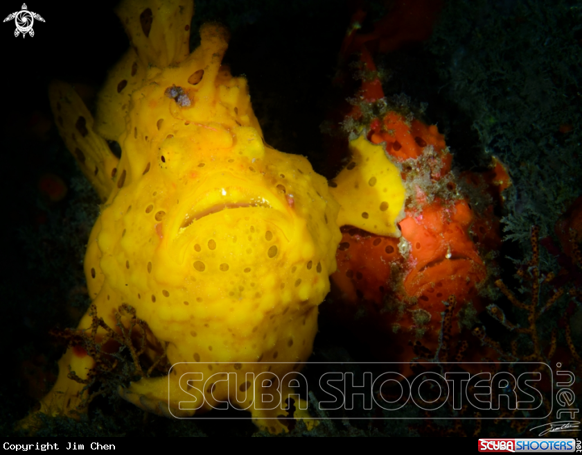 A Painted Frogfish