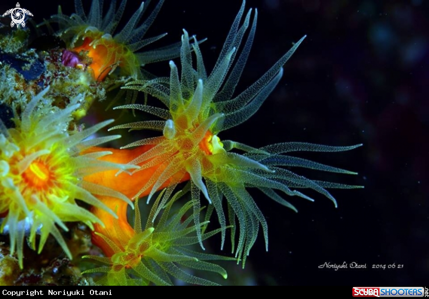 A Orange Coral