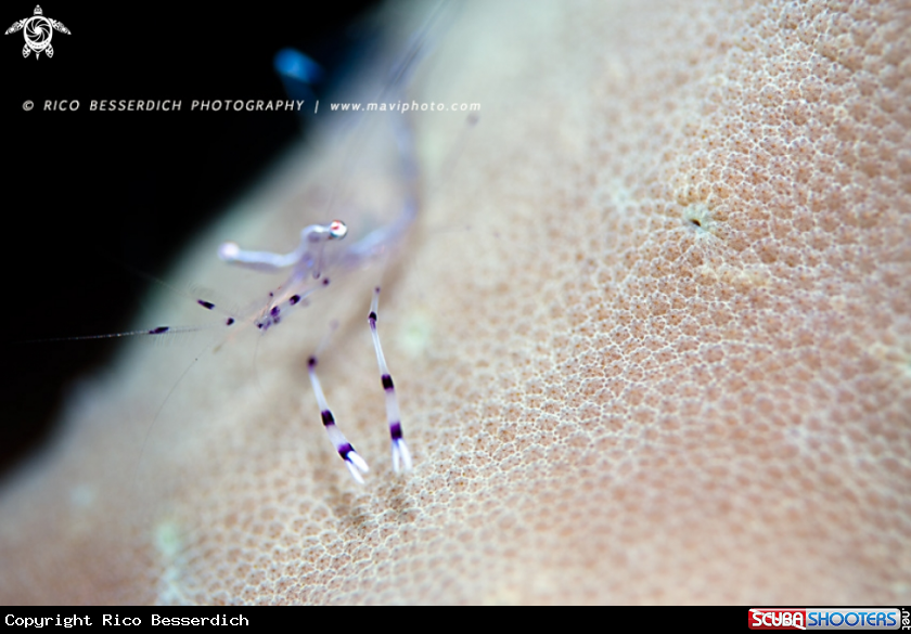 A Cleaner Shrimp