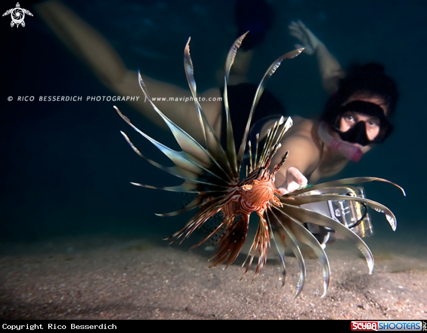 A Lionfish 