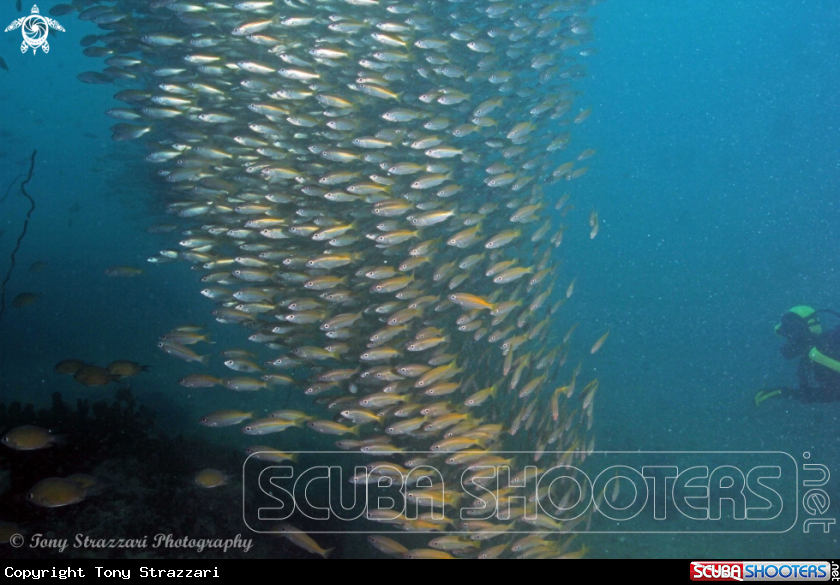 A Thai Anchovies