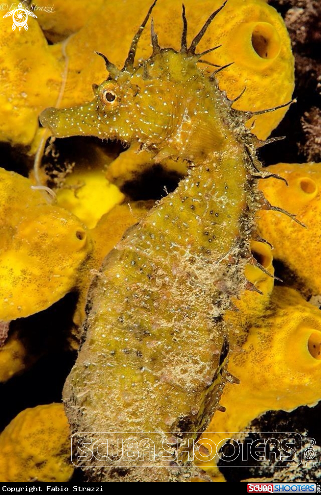 A Hippocampus guttulatus