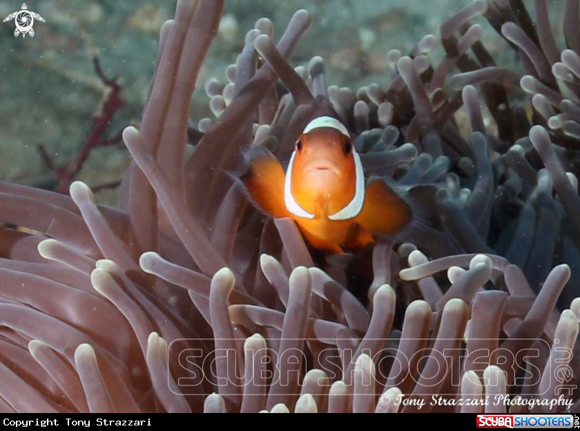 A Clownfish