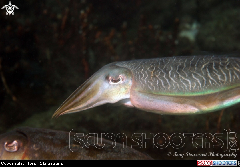 A Mourning Cuttle