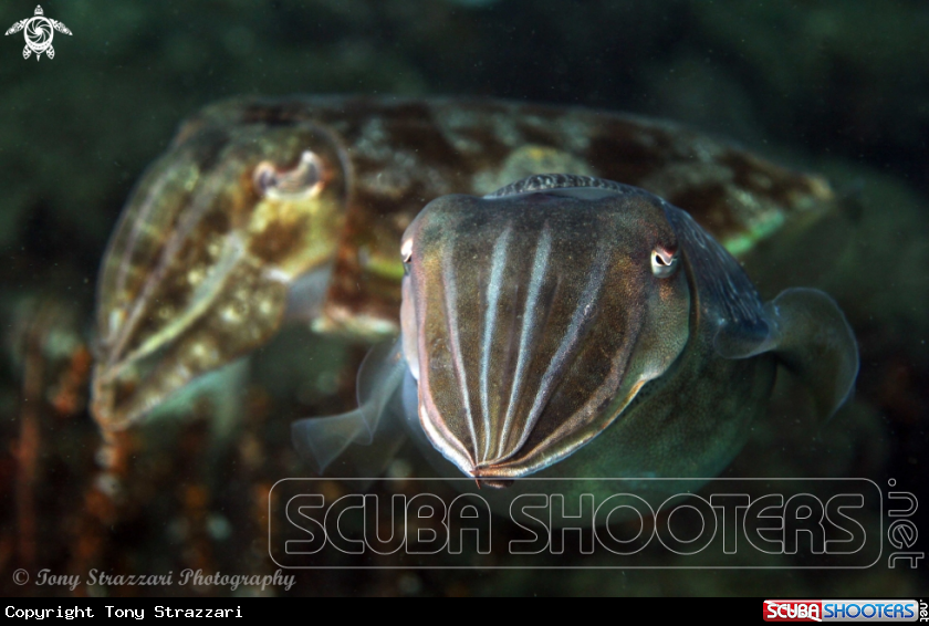 A Mourning cuttle