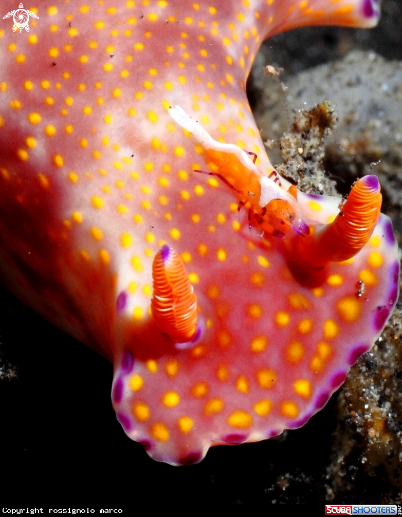 A chromodorididae / shrimp
