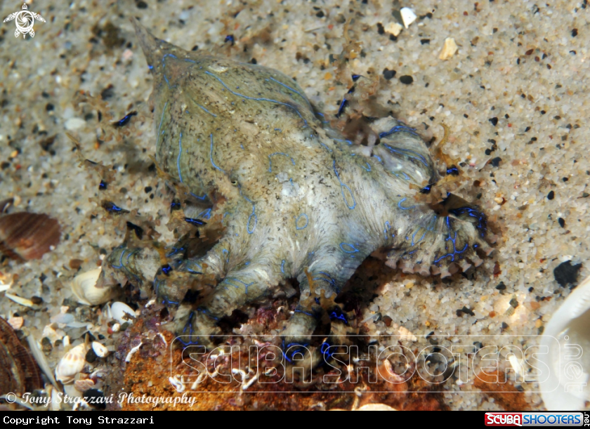 A Blue-lined octopus