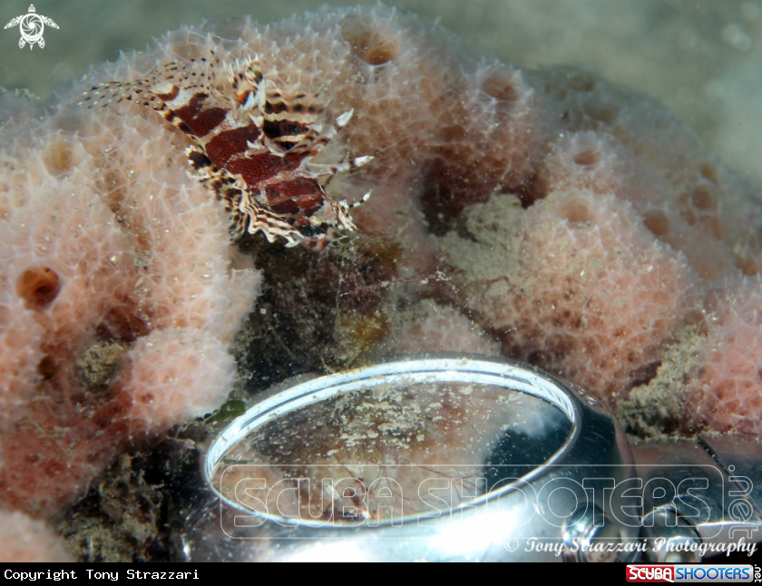 A Pygmy Lionfish