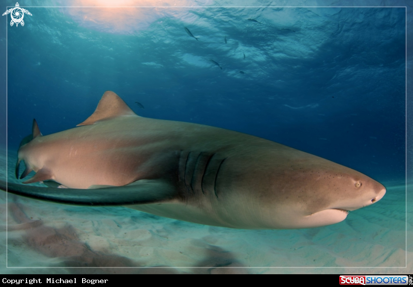 A Lemon Shark