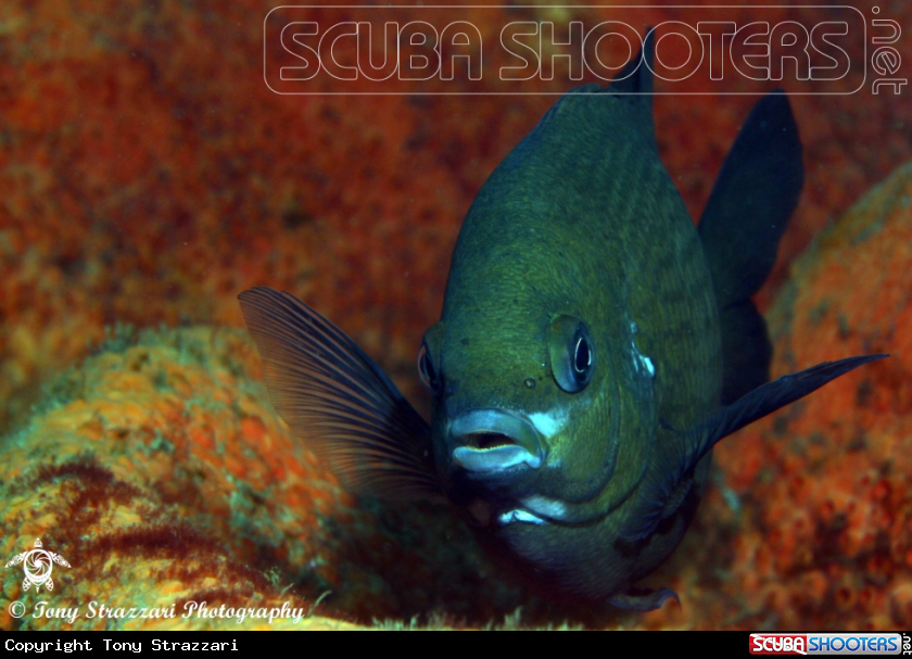 A White-ear scalyfin