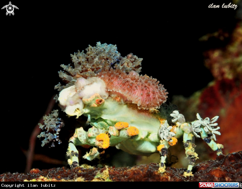 A decorator crab
