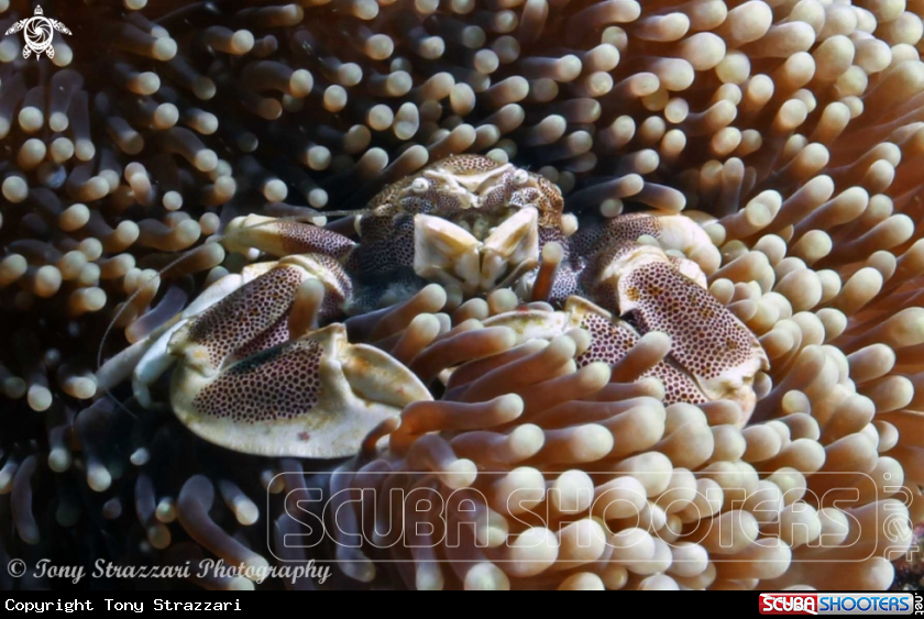 A Porcelain crab