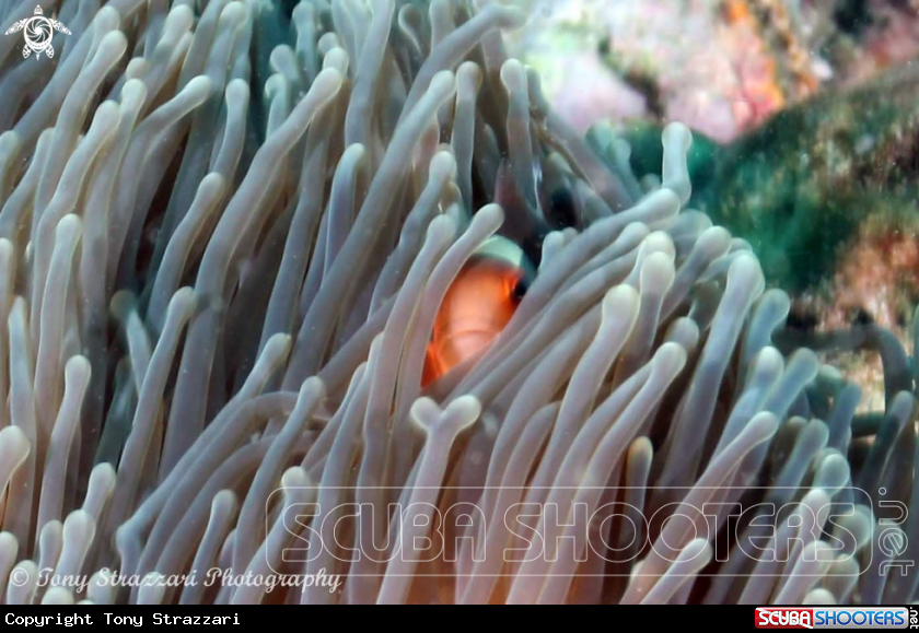 A Anemonefish