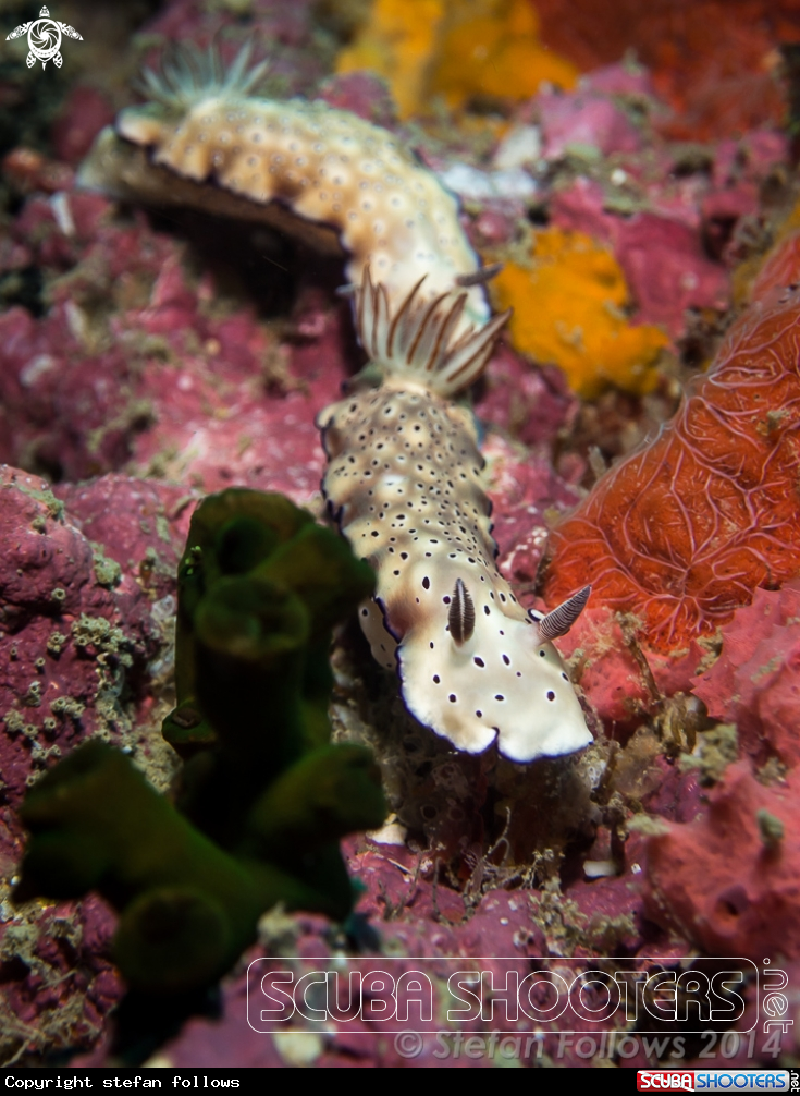 A Nudibranch