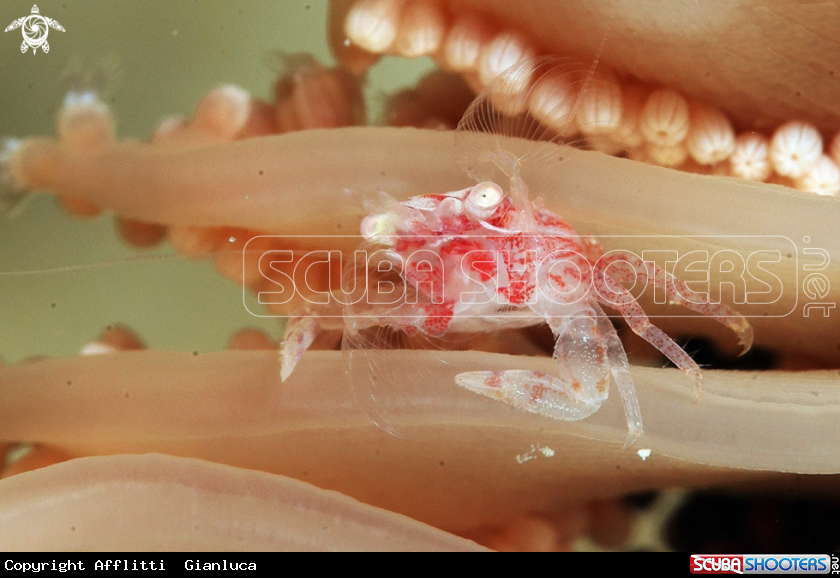 A coral crab