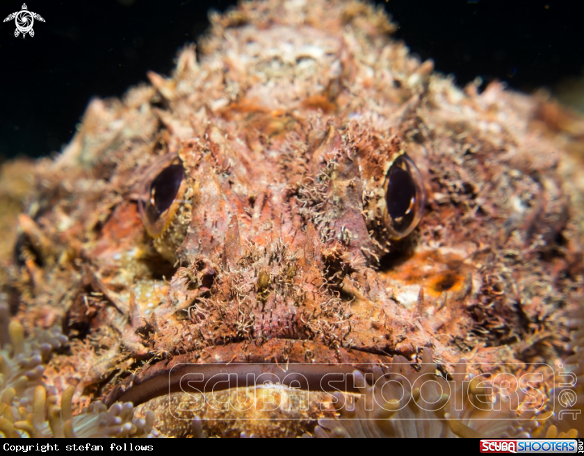 A Raggy Scorpianfish