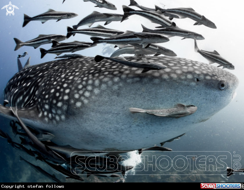 A Whale Shark