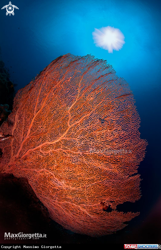 A coral