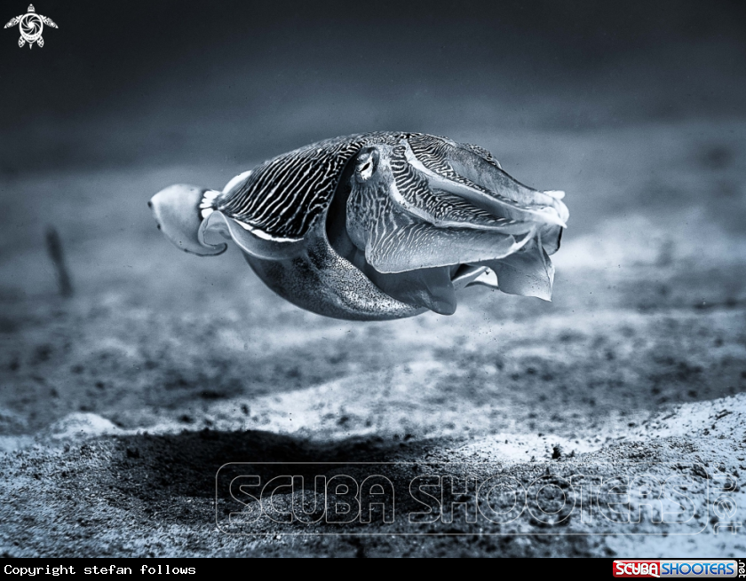 A Reef  Cuttlefish