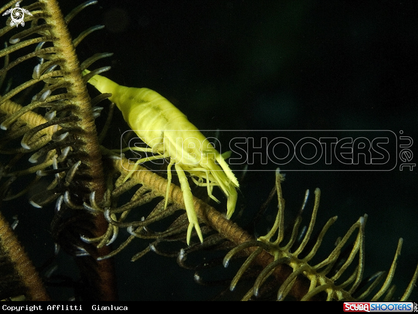 A crinoid shimp