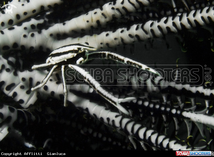 A crinoid shimp