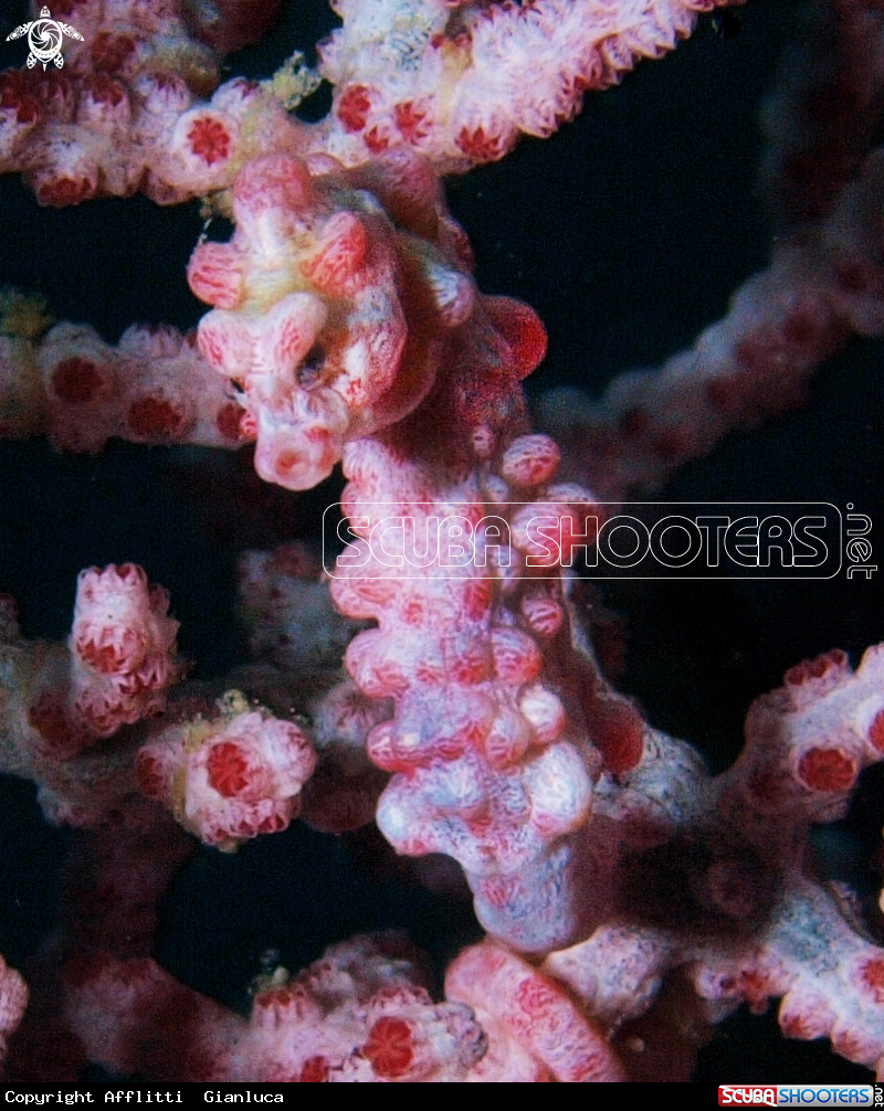 A pigmy sea horse