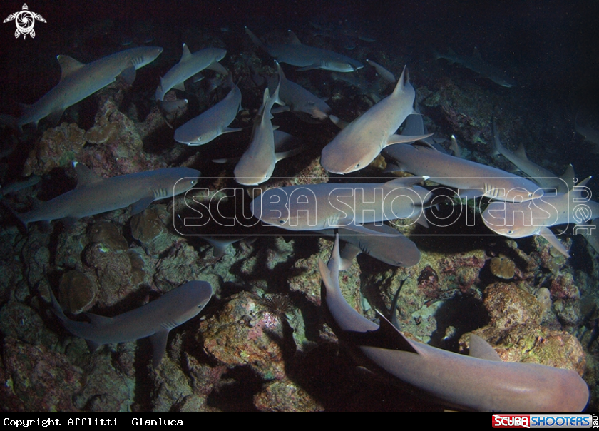 A white tip shark