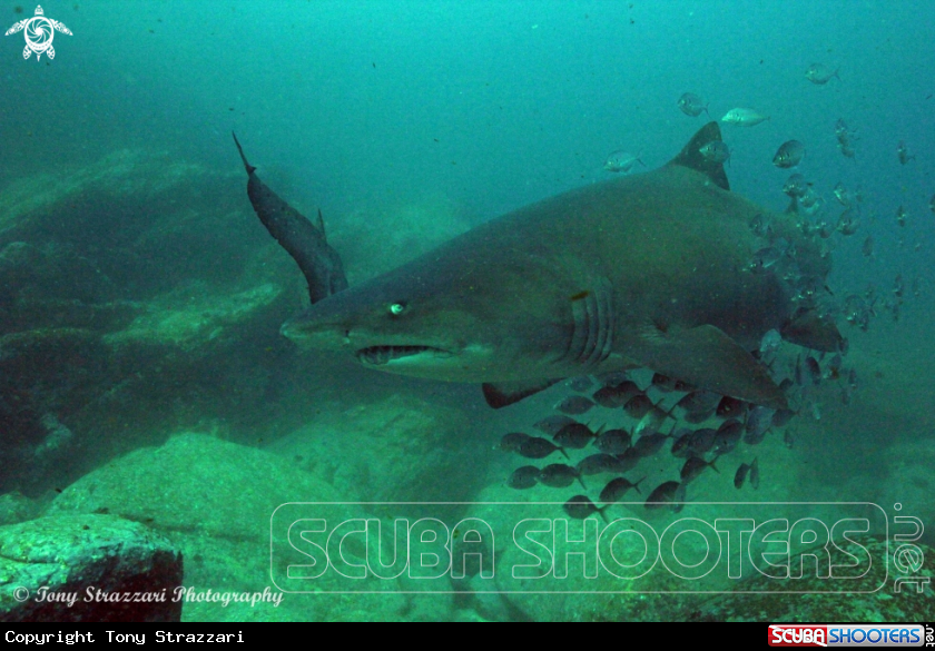 A Grey Nurse Shark