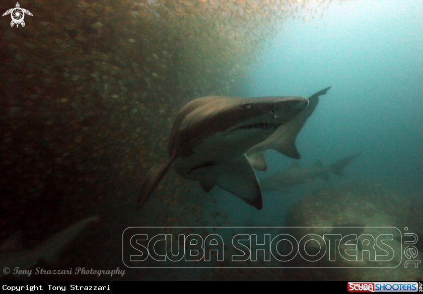 A Grey Nurse Shark