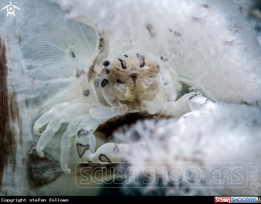 A Pen Crab