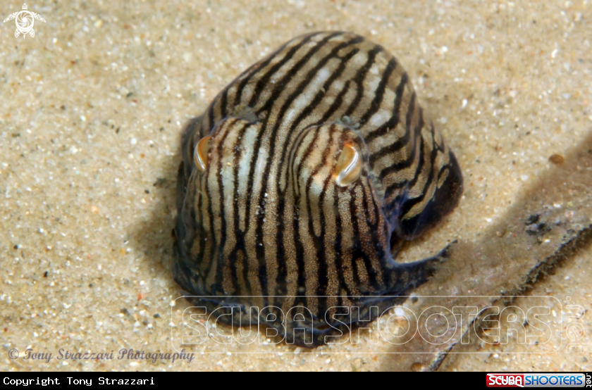 A Striped Pyjama Squid