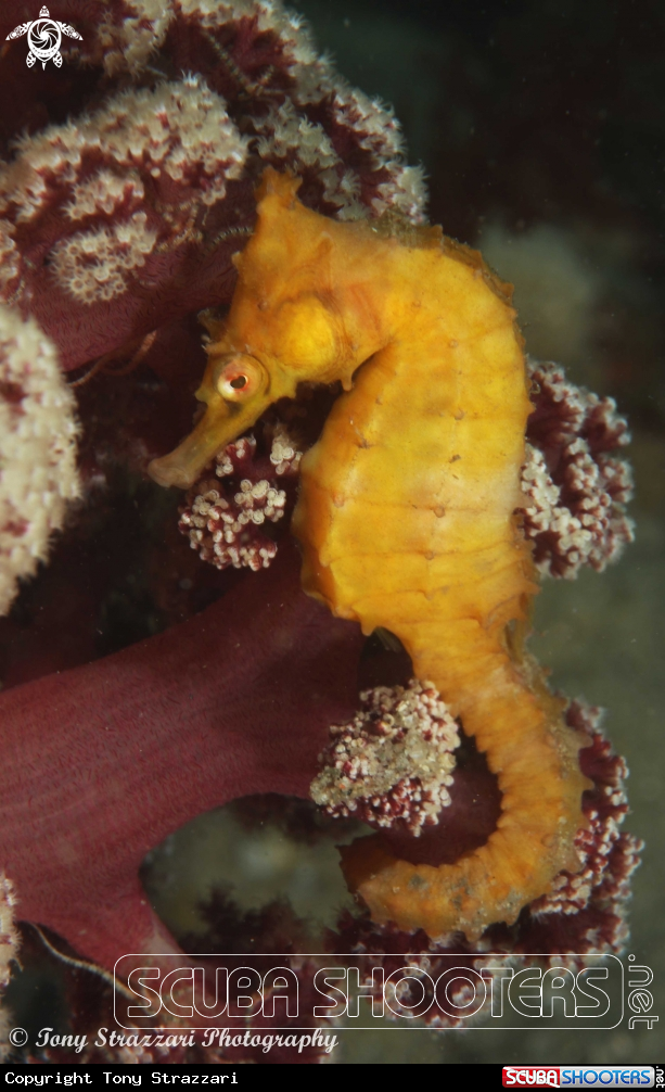 A White's seahorse