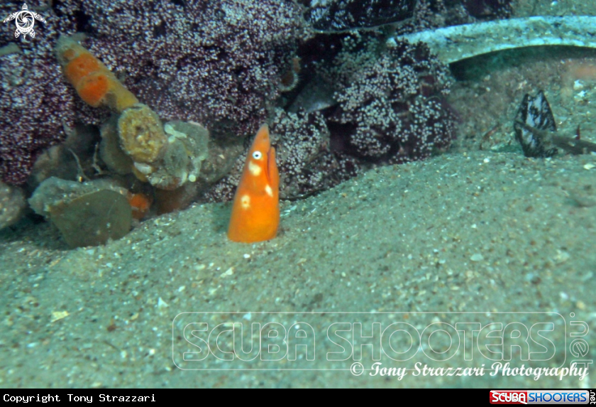 A Sharpnose Snake Eel