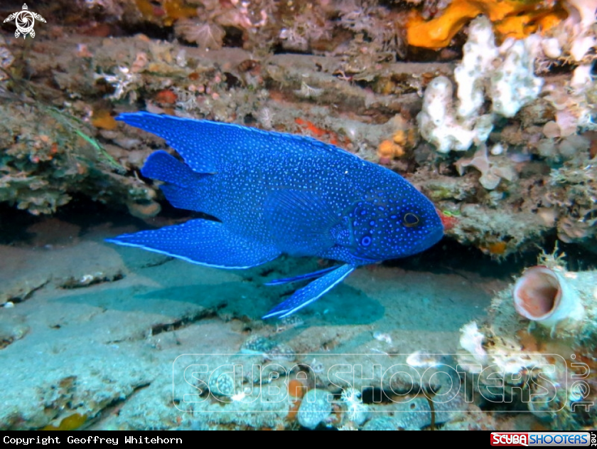 A Southern Blue Devil