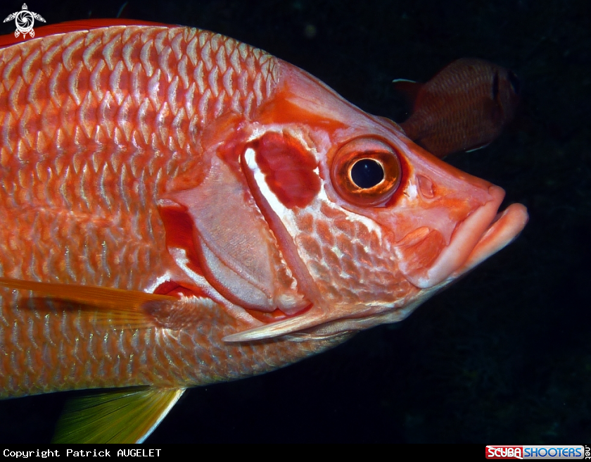 A underwater creature