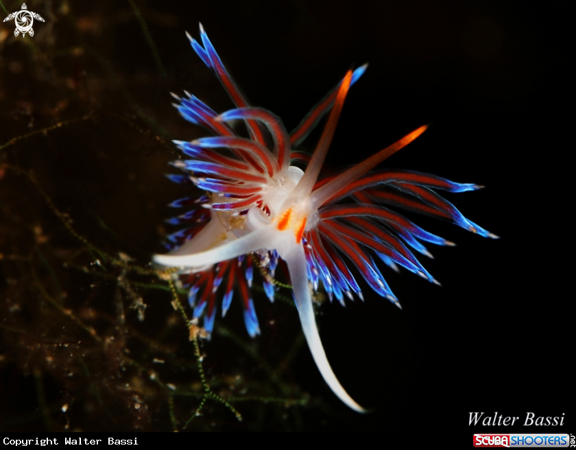 A Cratena peregrina