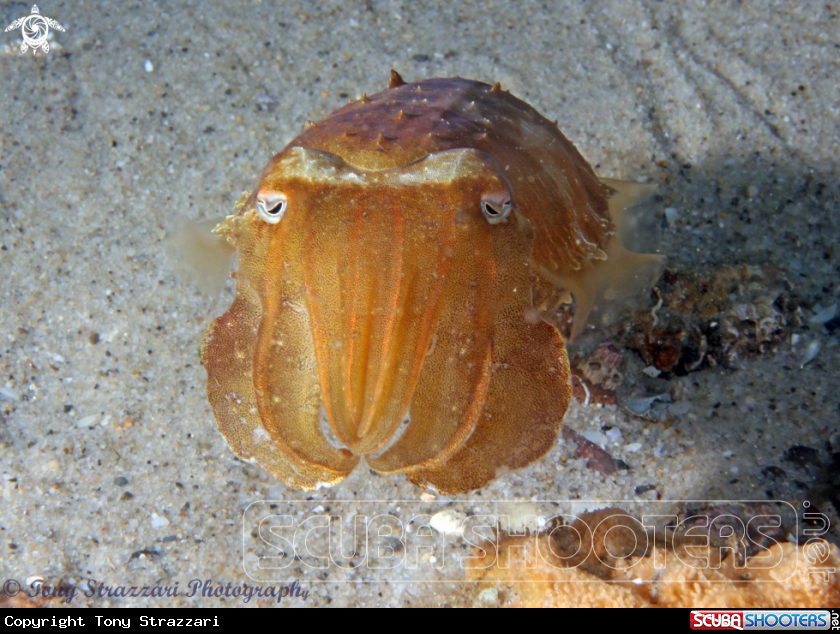 A Reaper cuttle