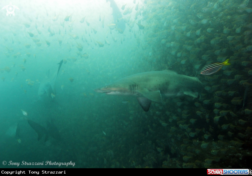 A Grey Nurse Shark (Sand Tiger, Ragged Tooth)