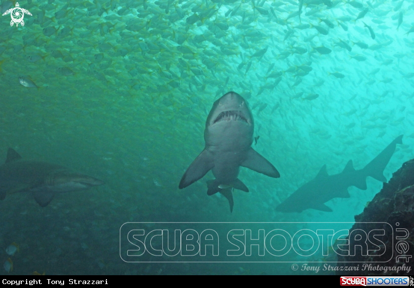 A Grey Nurse Shark (Sand Tiger, Ragged Tooth)