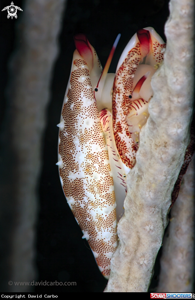 A Neosimnia Spelta