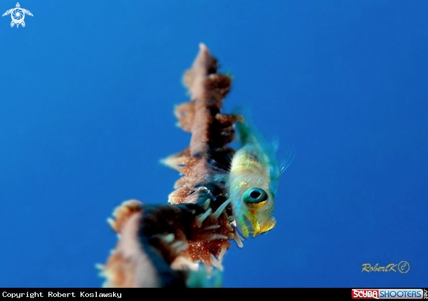 A Goby