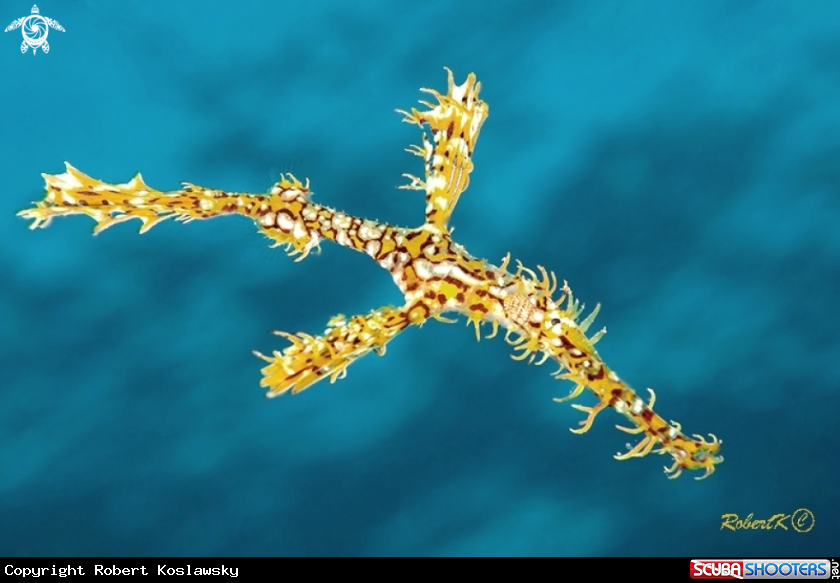 A  Ghost Pipefish