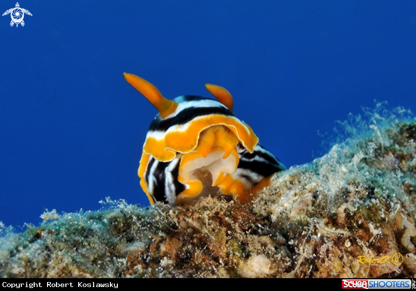 A nudibranch