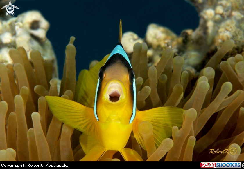 A Clownfish