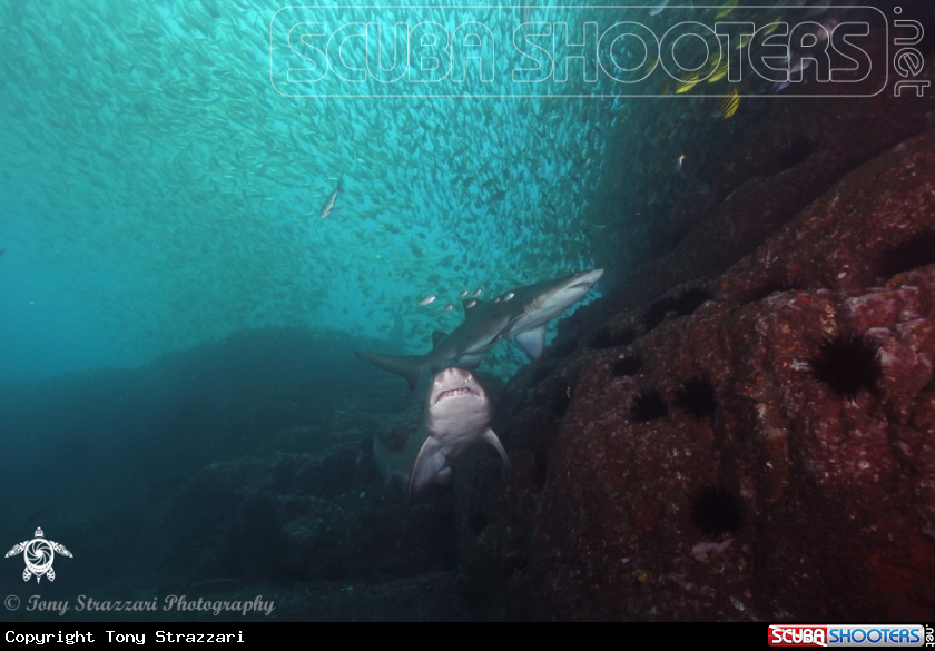 A Grey Nurse Shark (Sand Tiger, Ragged Tooth)