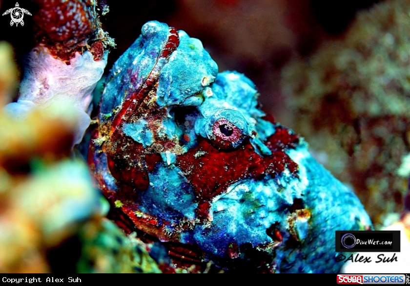 A Blue  Devil Scorpion Fish